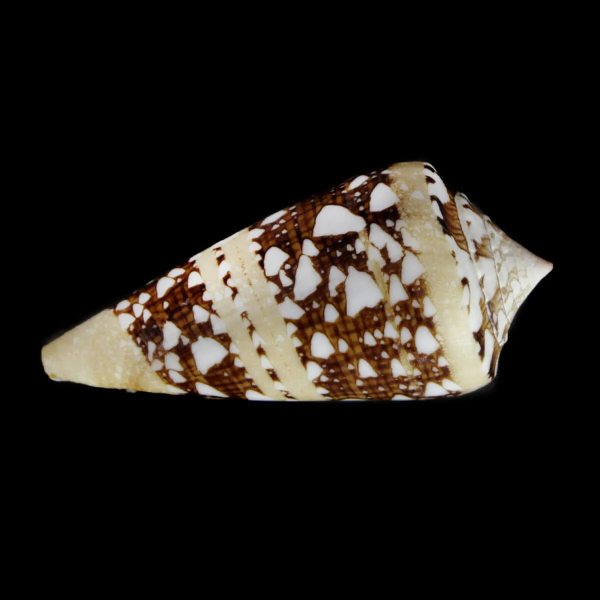 Cylinder Ammiralis F. Princeps