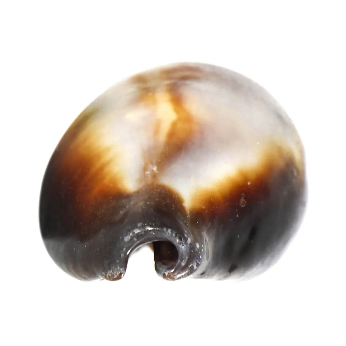 Erronea Onyx