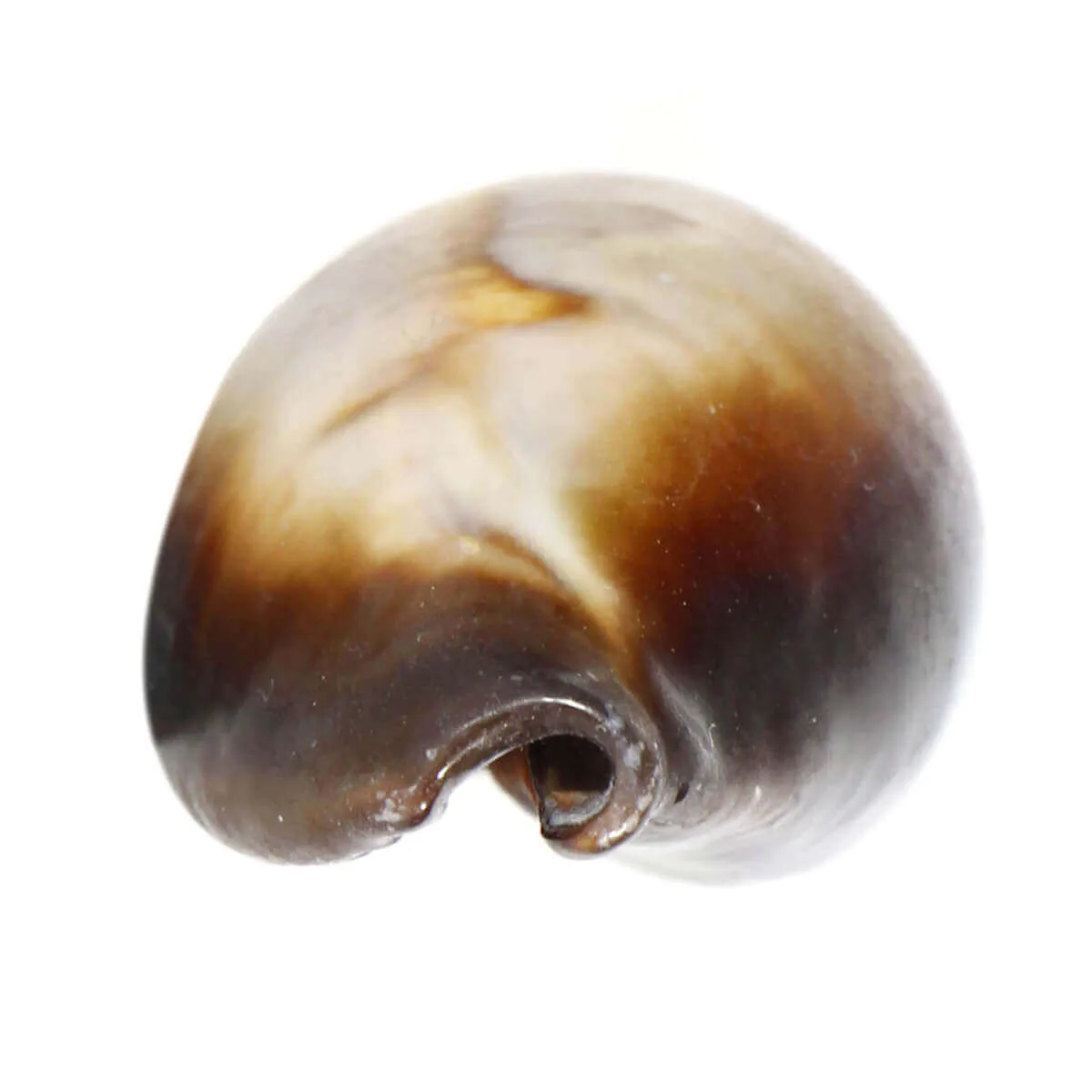  Erronea Onyx