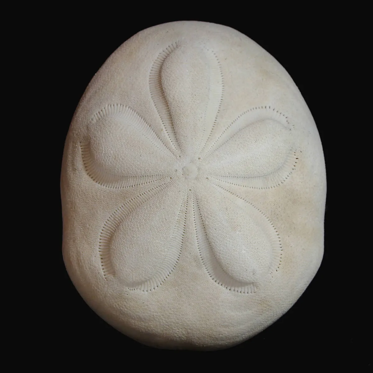 Echinodea Sea Biscuit