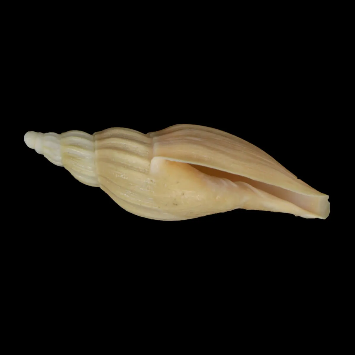 Fulgoraria Chinoi