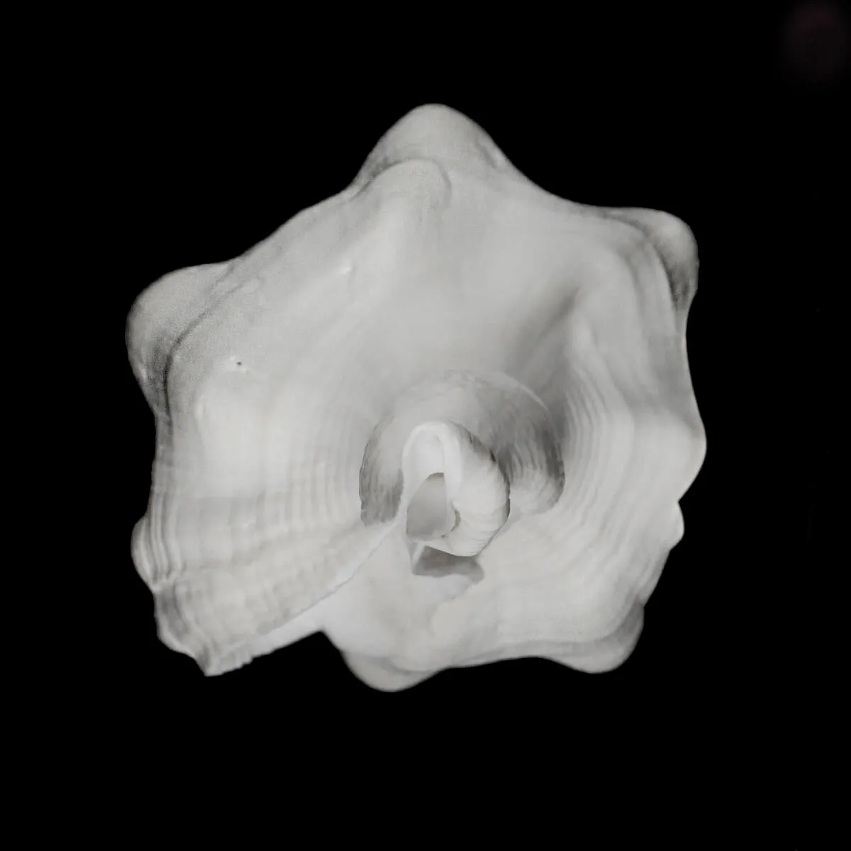 Cyrtulus Undatus