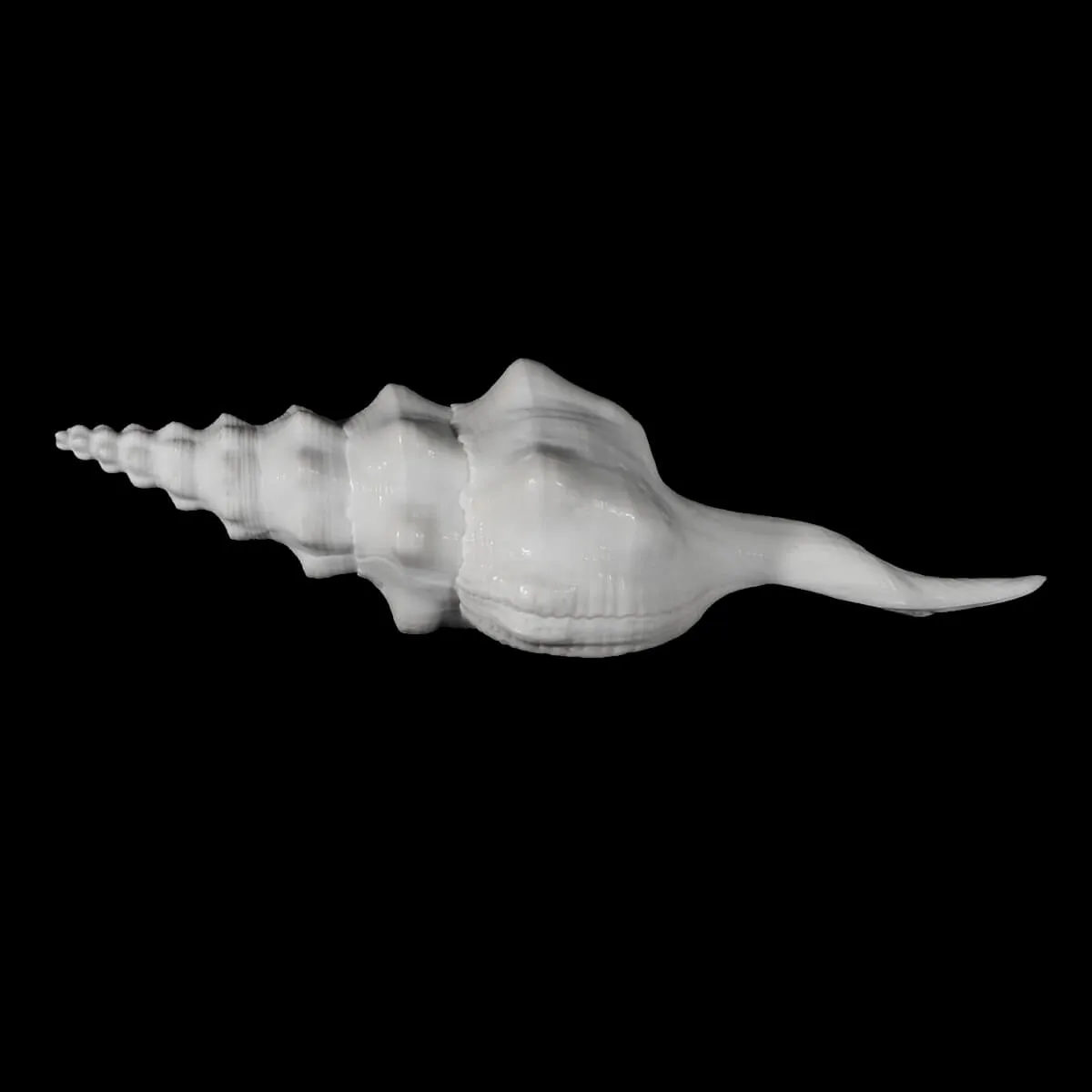 Cyrtulus Undatus