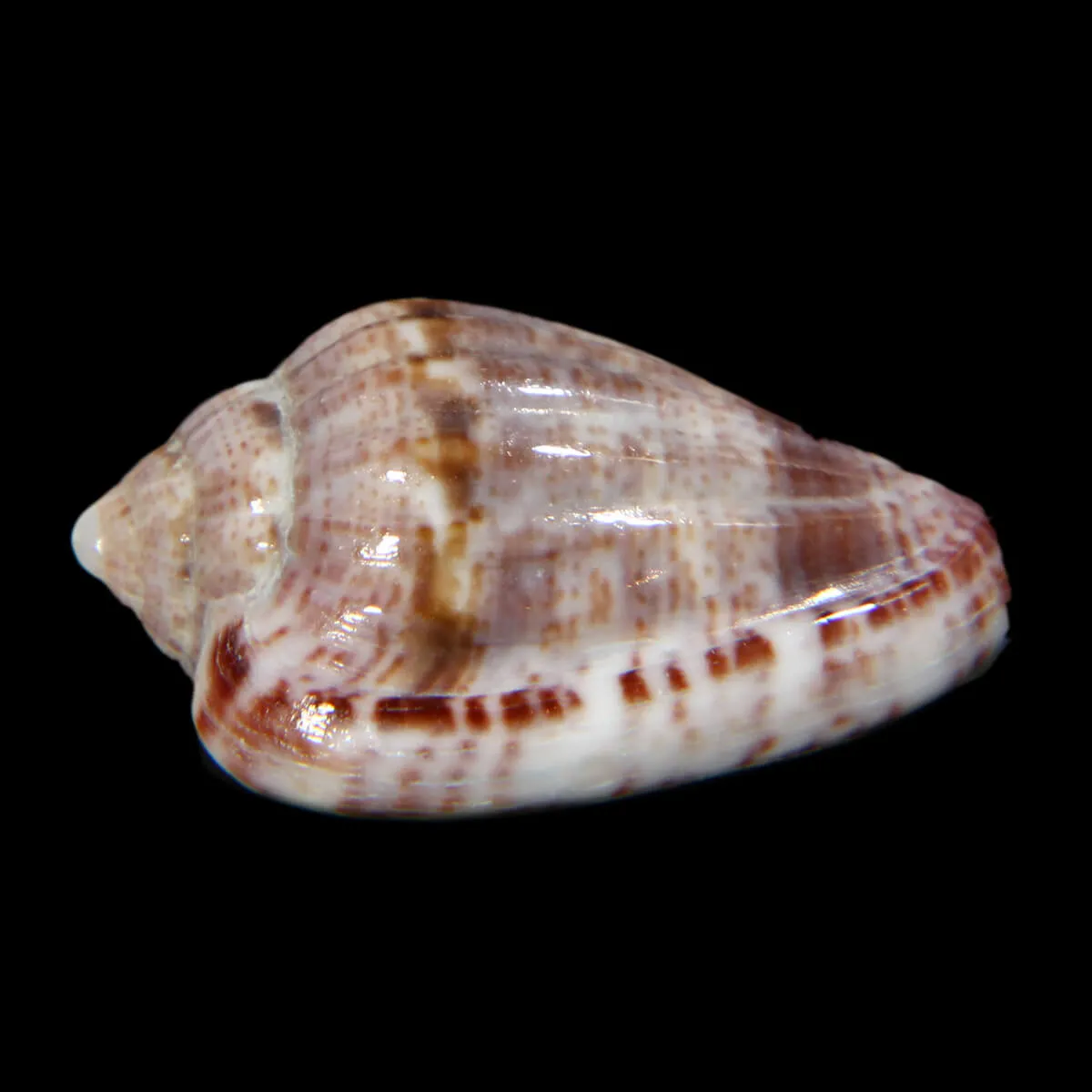 Glabella Mirabilis