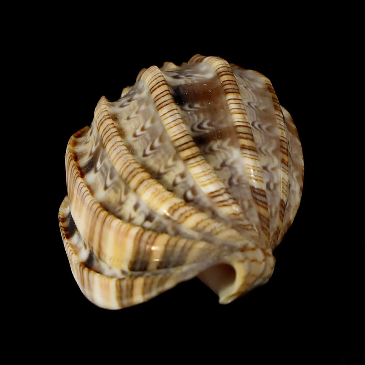 Harpa Amouretta
