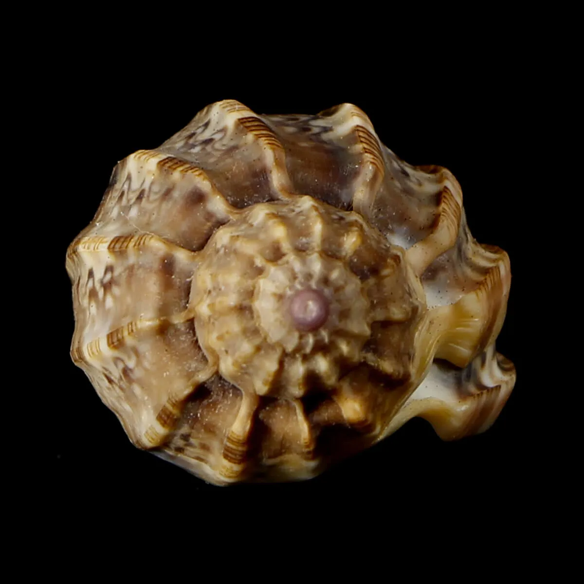 Harpa Amouretta