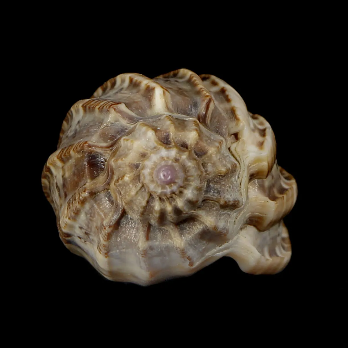 Harpa Amouretta