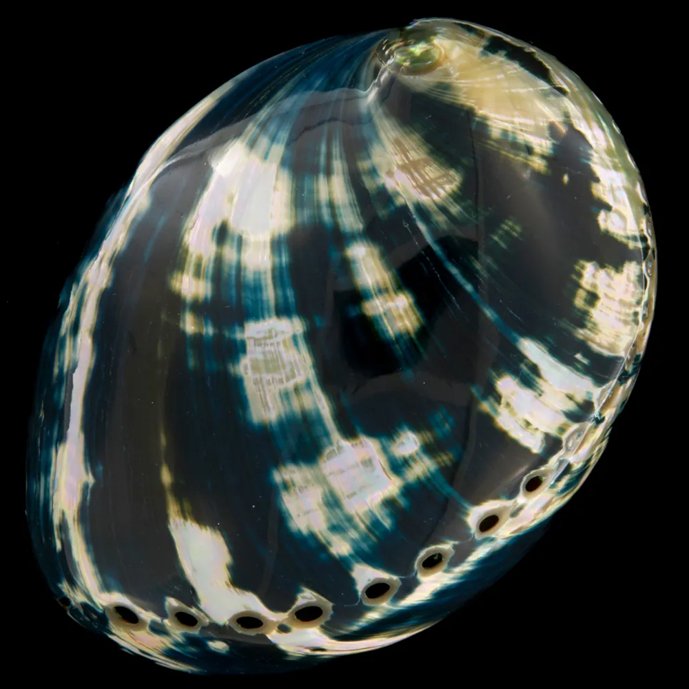 Haliotis Cracherodii