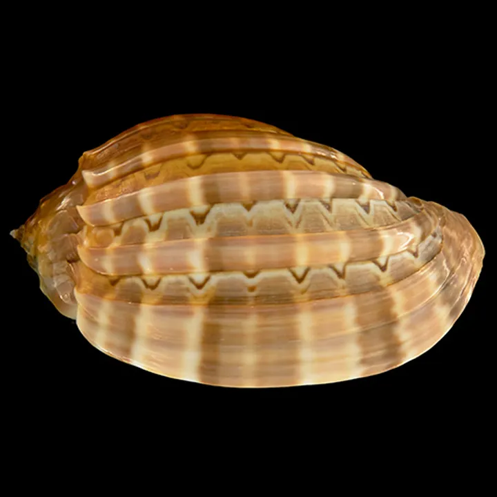 Harpa Cabriti