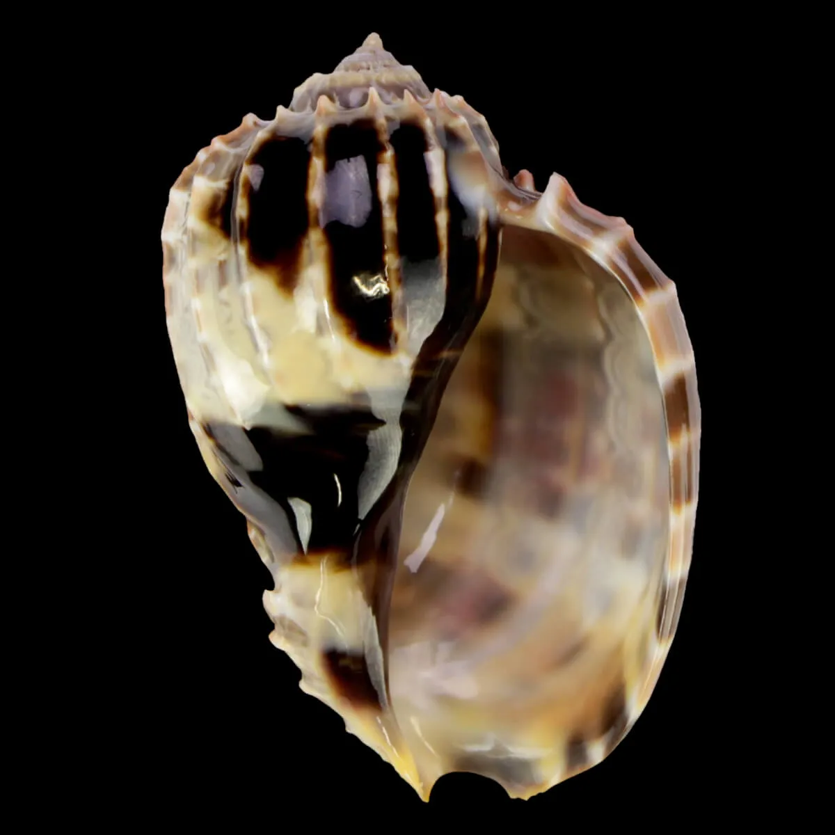 Harpa Cabriti
