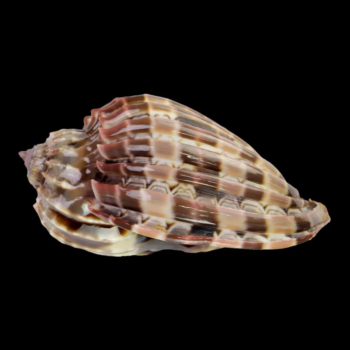 Harpa Cabriti