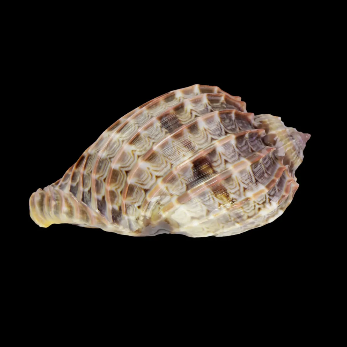 Harpa Cabriti