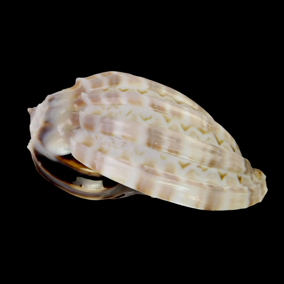 Harpa Cabriti White