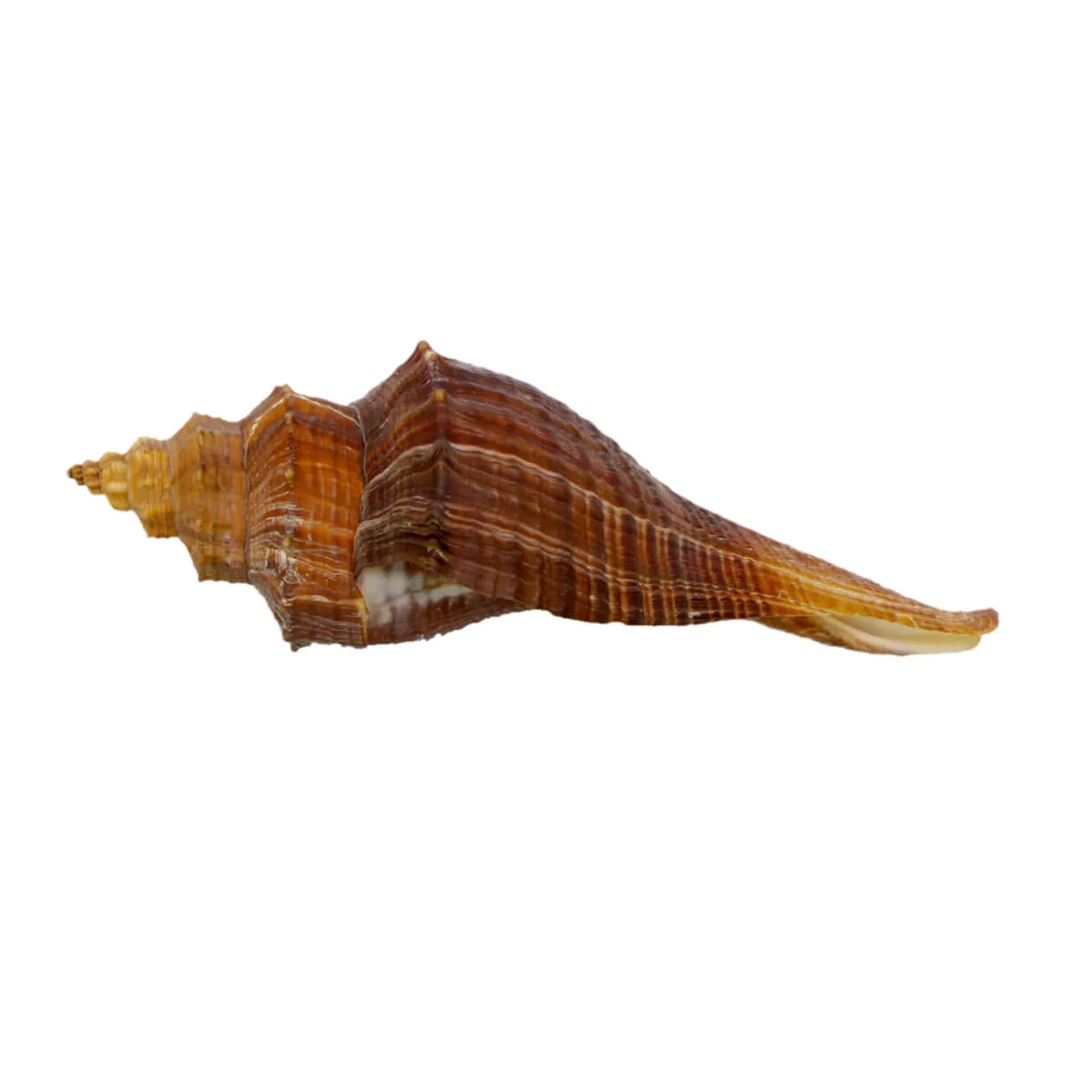 Hemifusus Carinifer