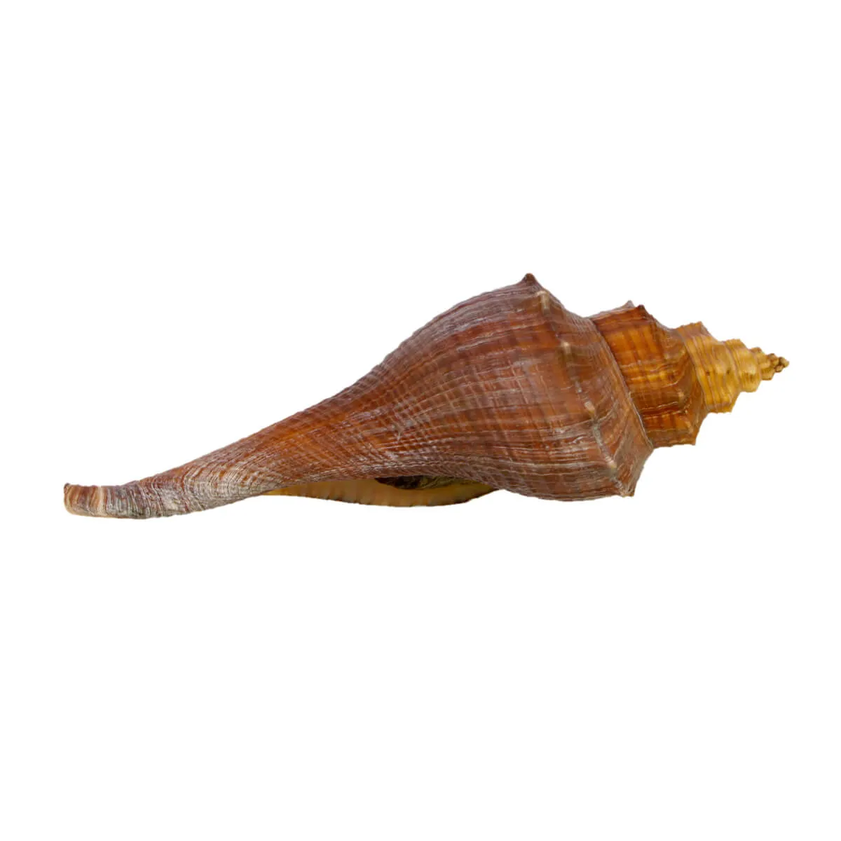 Hemifusus Carinifer