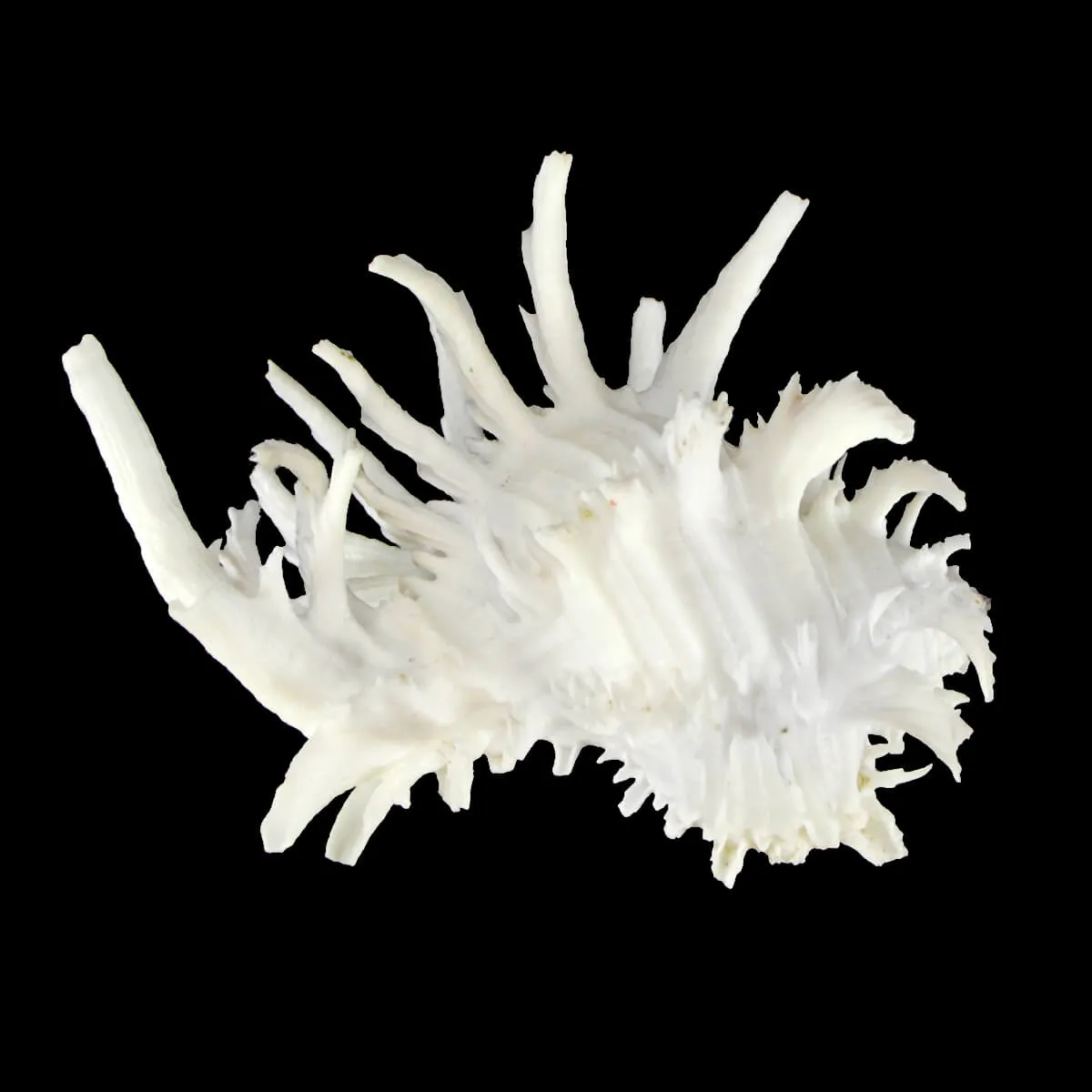 Hexaplex Cichoreum 