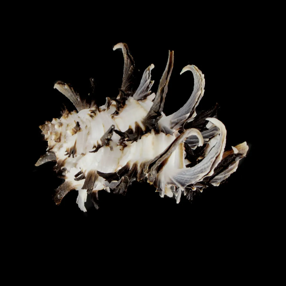 Hexaplex Cichoreum