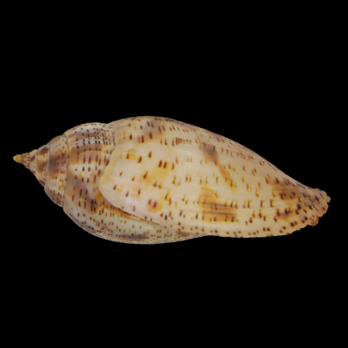 Harpulina Lapponica