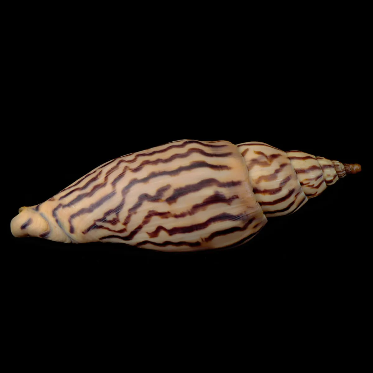 Harpulina Lapponica Loroisi
