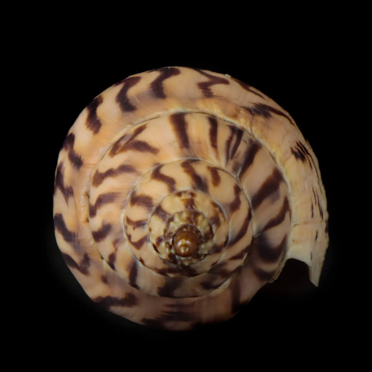 Harpulina Lapponica Loroisi