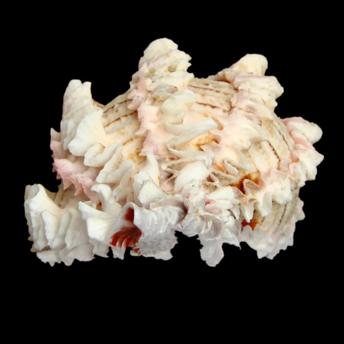 Hexaplex Regius