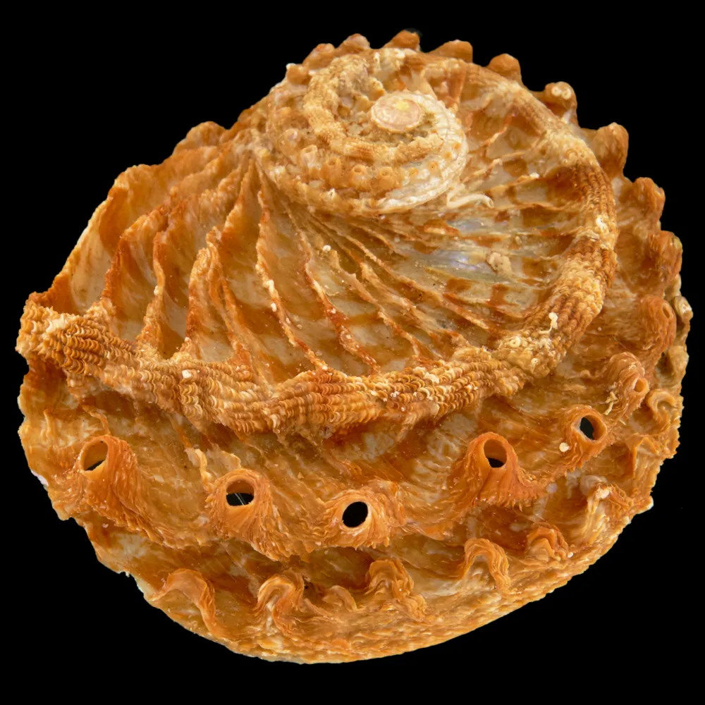 Haliotis Scalaris