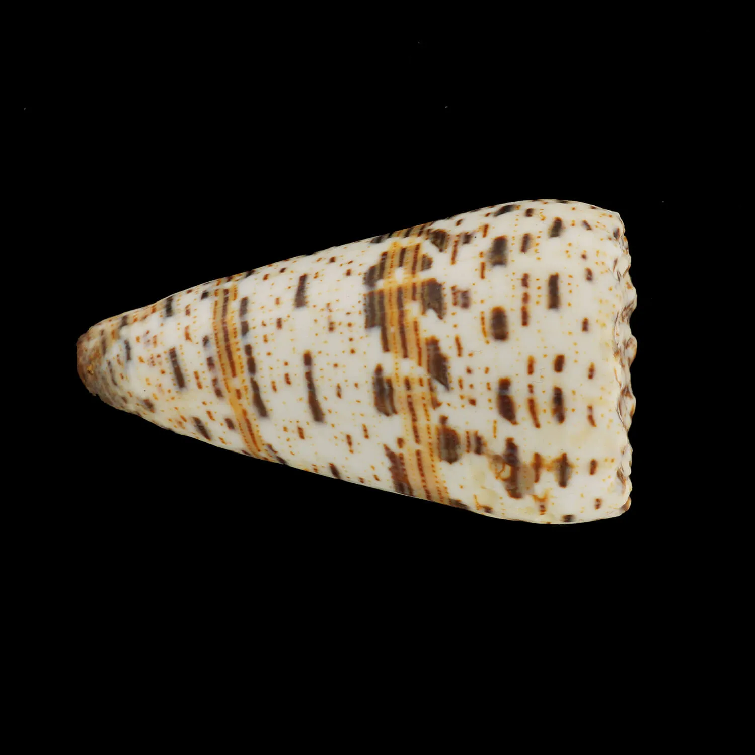 Conus Imperialis Fuscatus