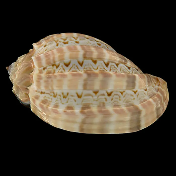 Hybrid Harpa Cabriti f. Major