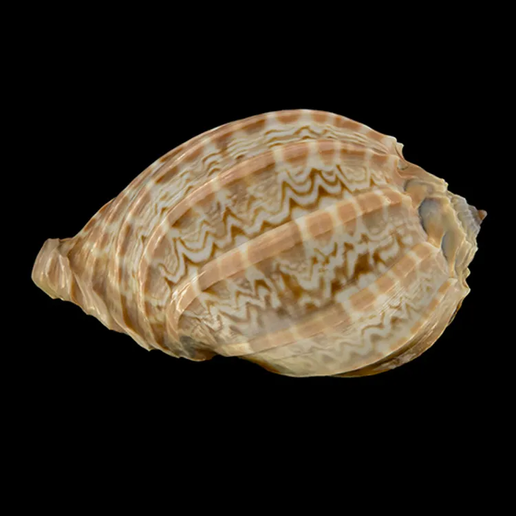 Hybrid Harpa Cabriti f. Major