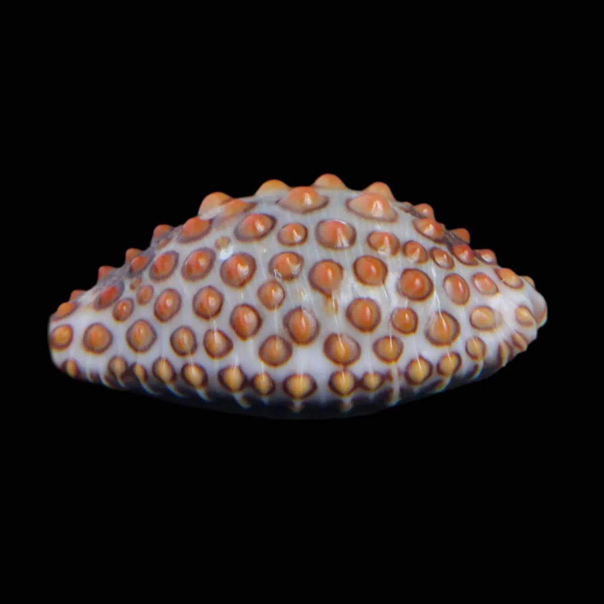 Jenneria Pustulata