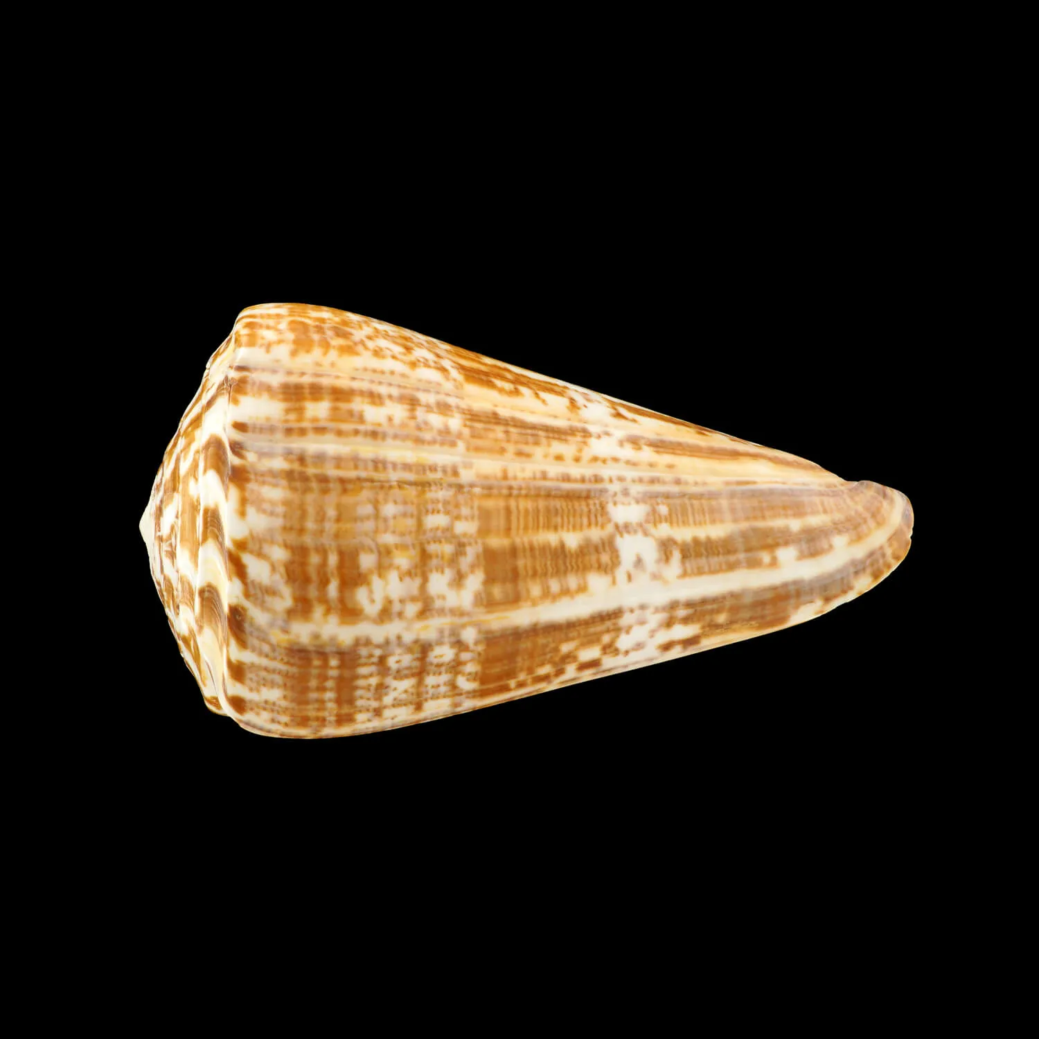 Kalloconus Pulcher Prometheus