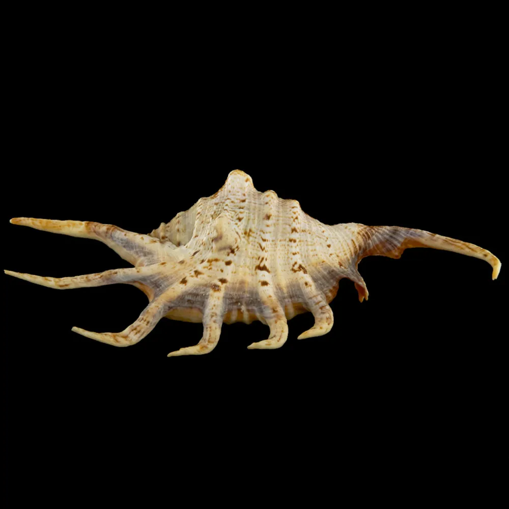 Lambis Crocata