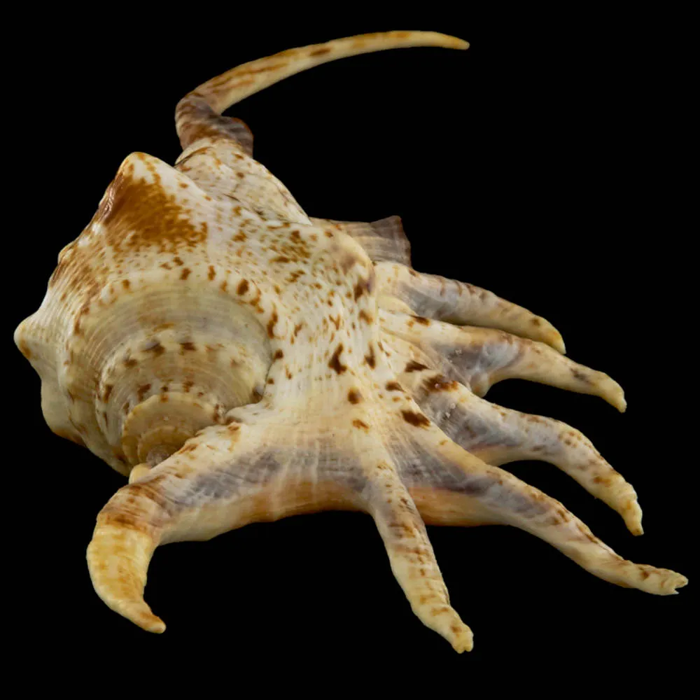 Lambis Crocata