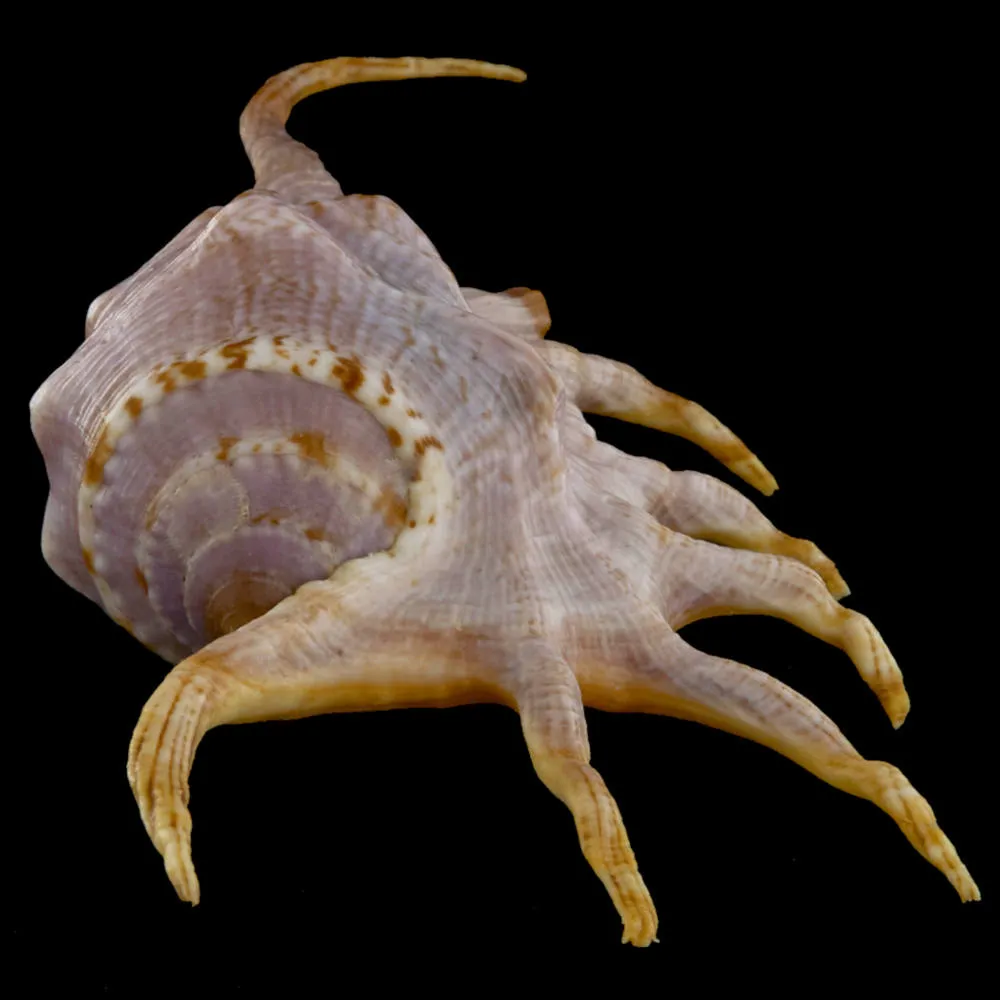 Lambis Crocata