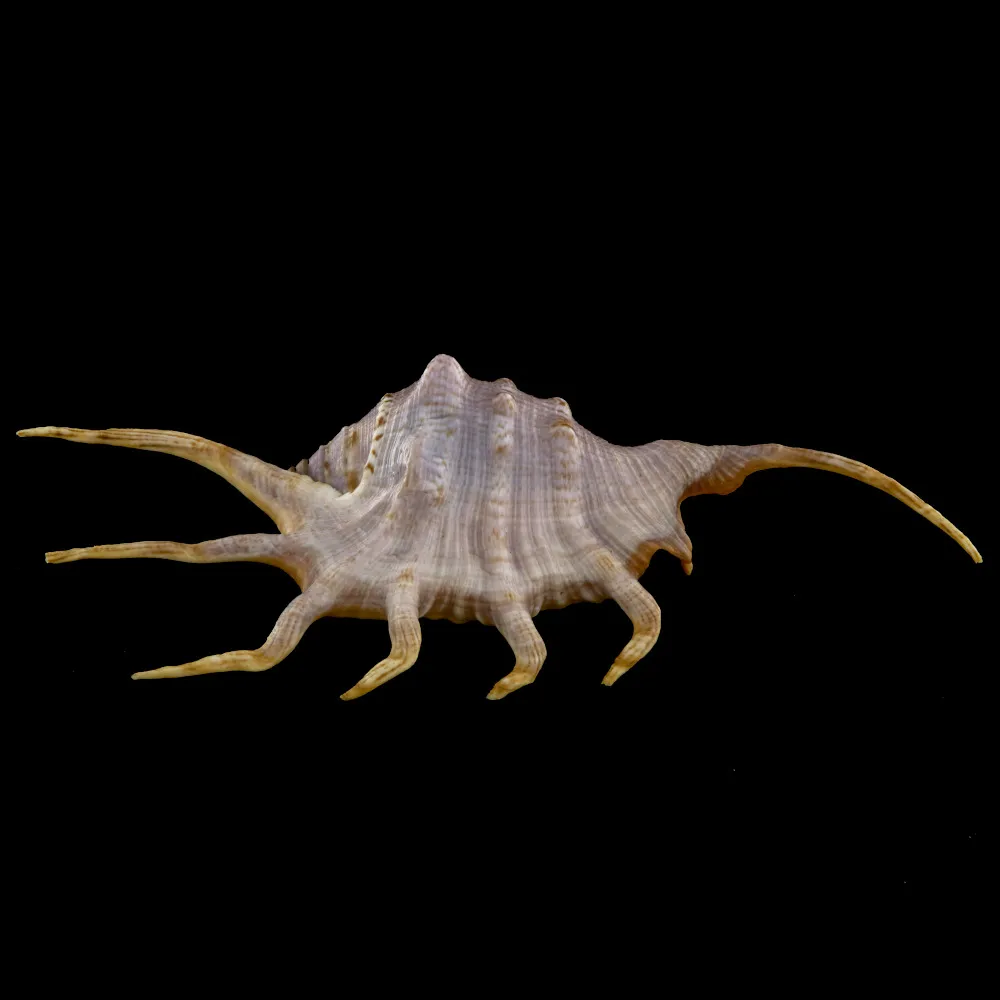 Lambis Crocata