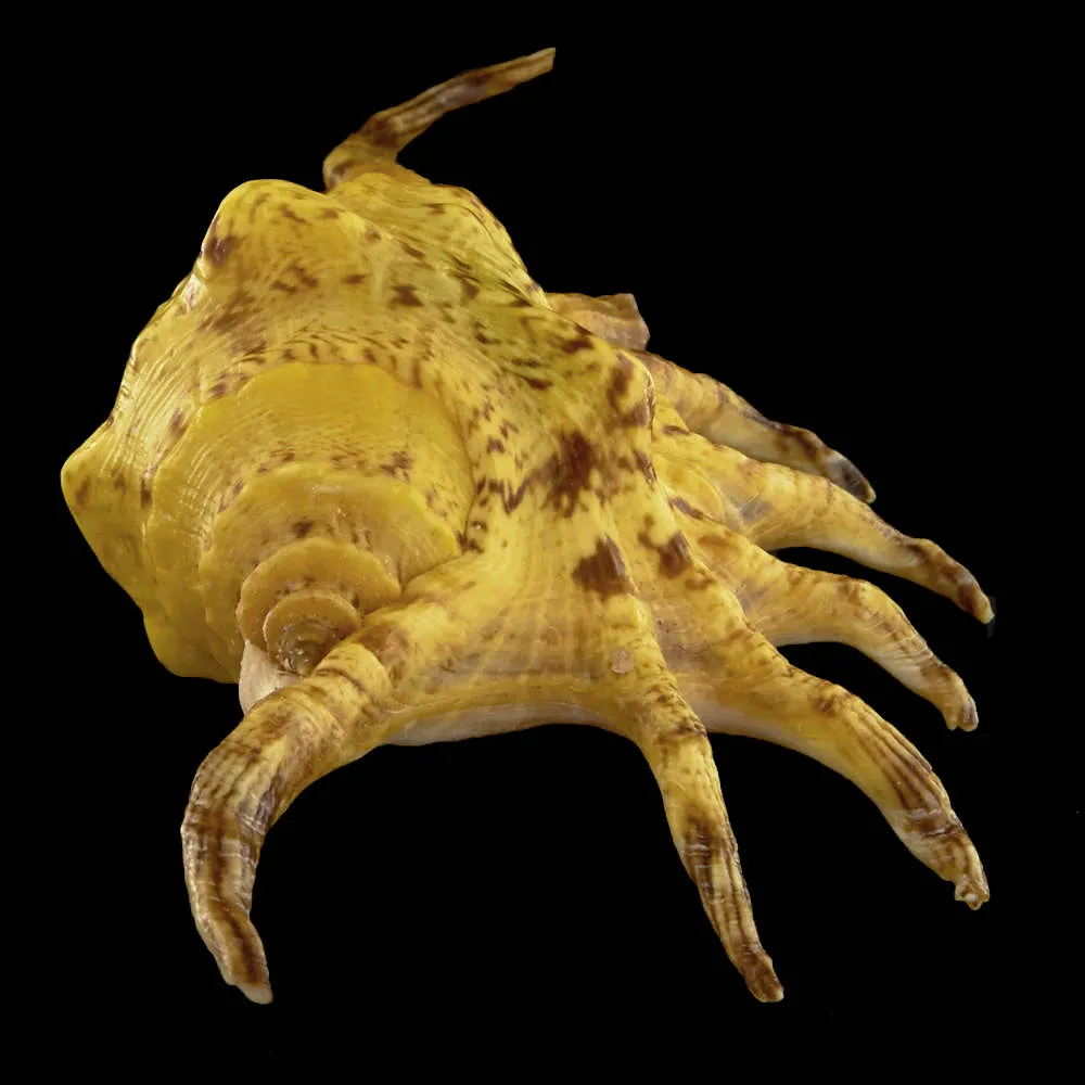 Lambis Crocata