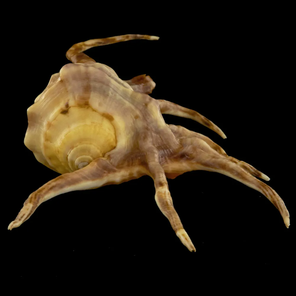 Lambis Crocata