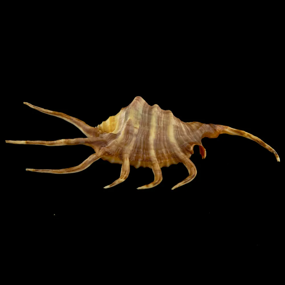 Lambis Crocata