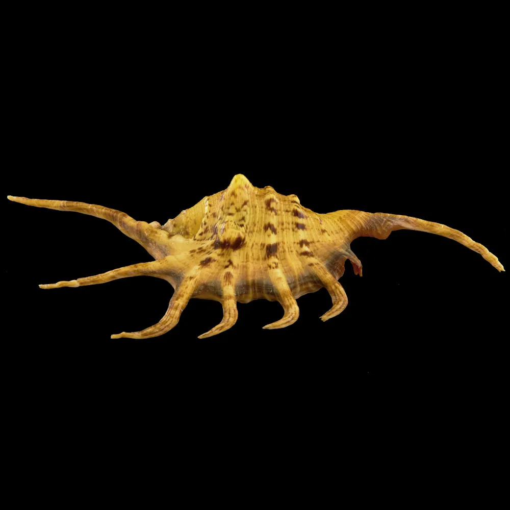 Lambis Crocata