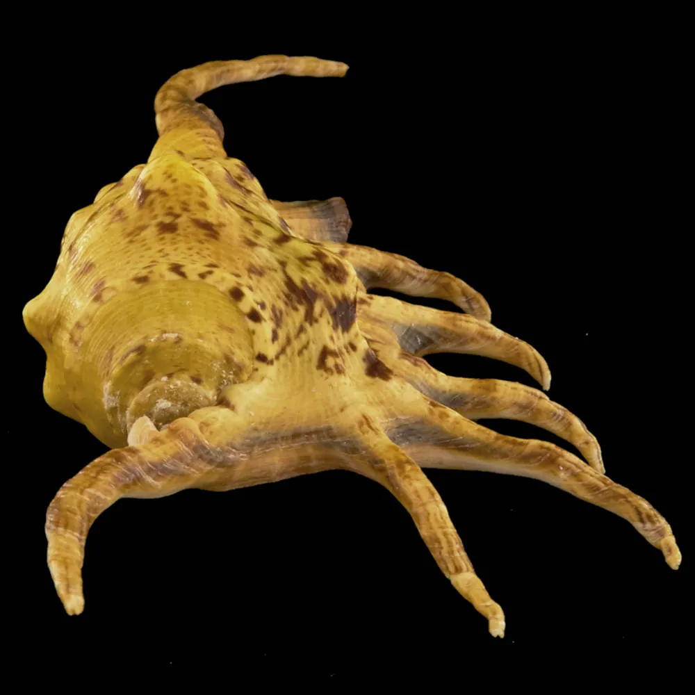 Lambis Crocata
