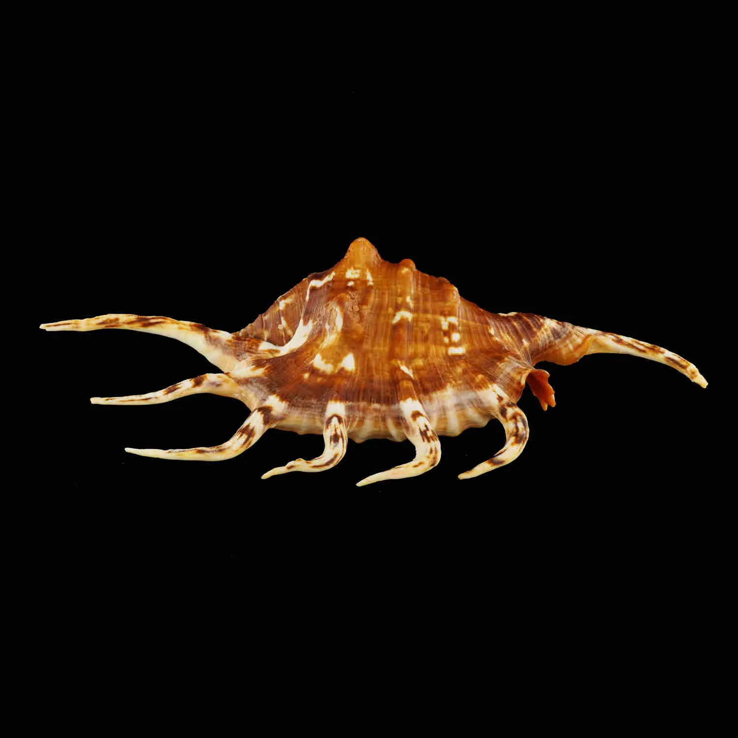 Lambis Crocata