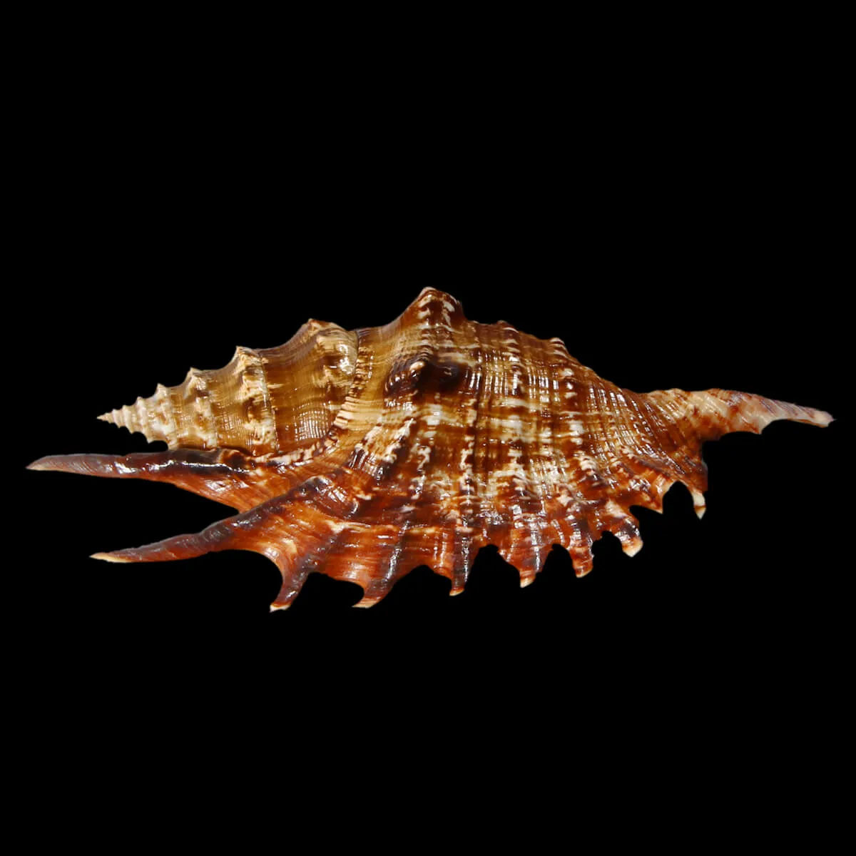 Lambis Digitata