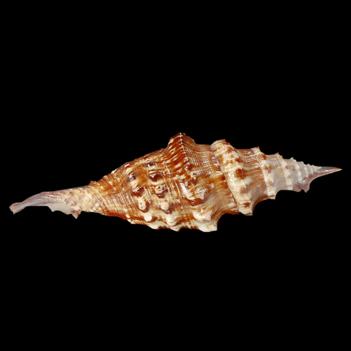 Lambis Digitata