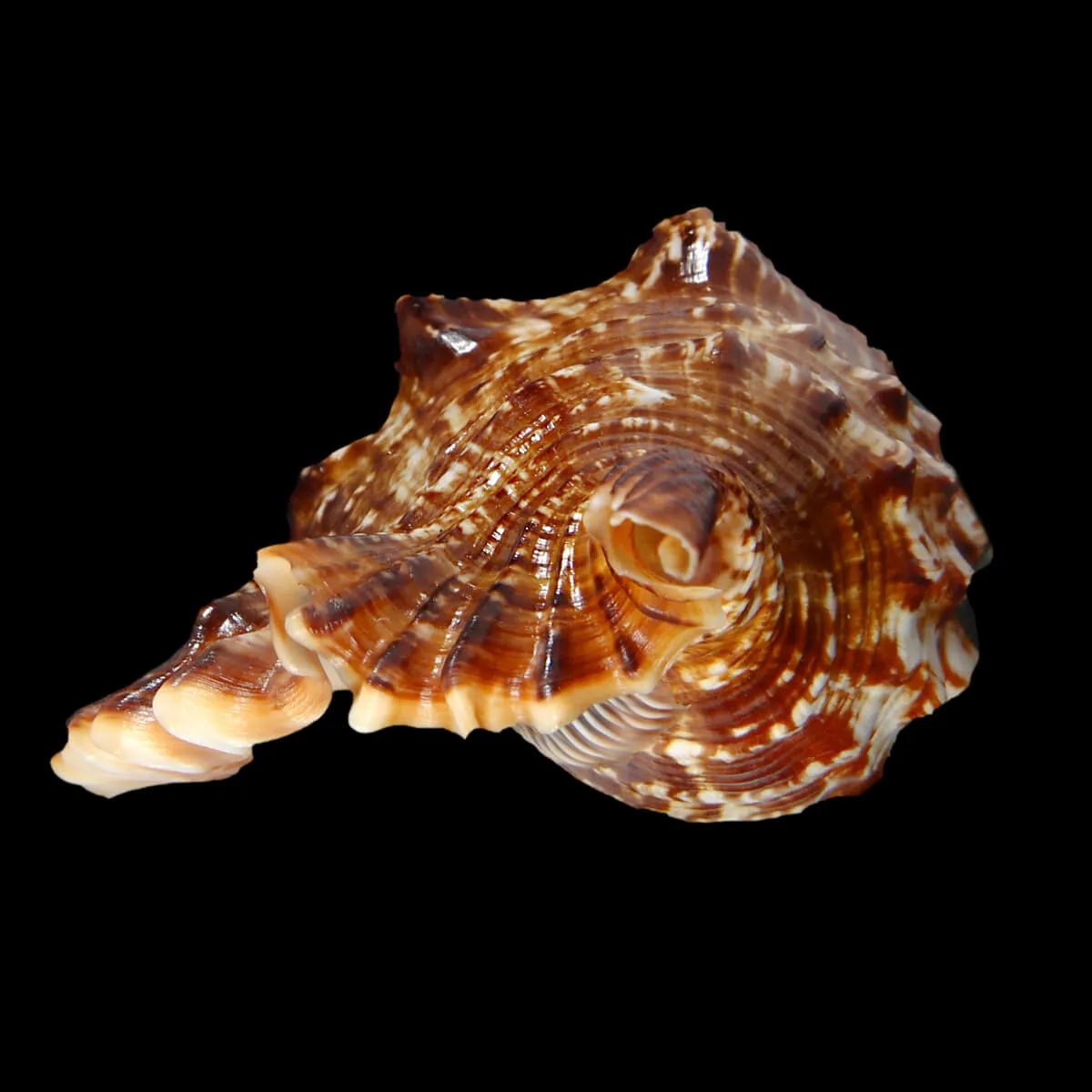 Lambis Digitata