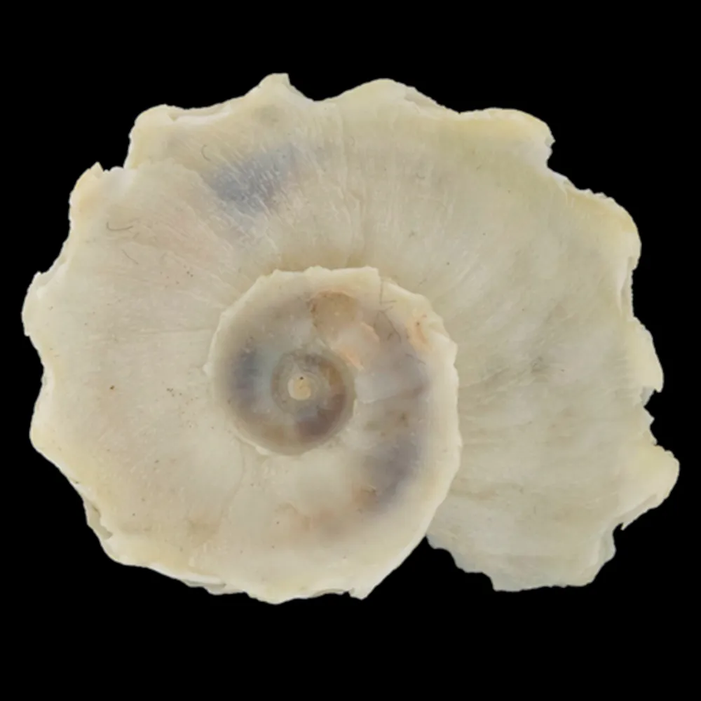Latiaxis Mawae