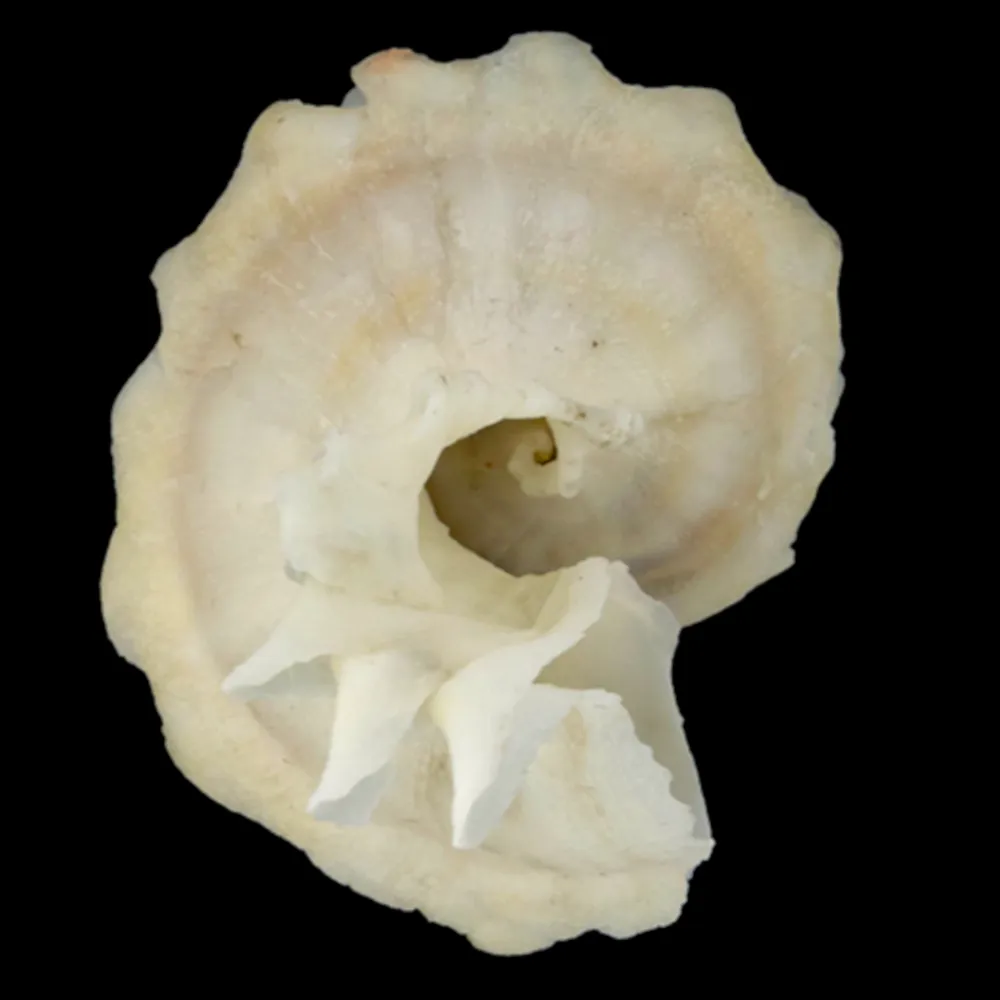 Latiaxis Mawae