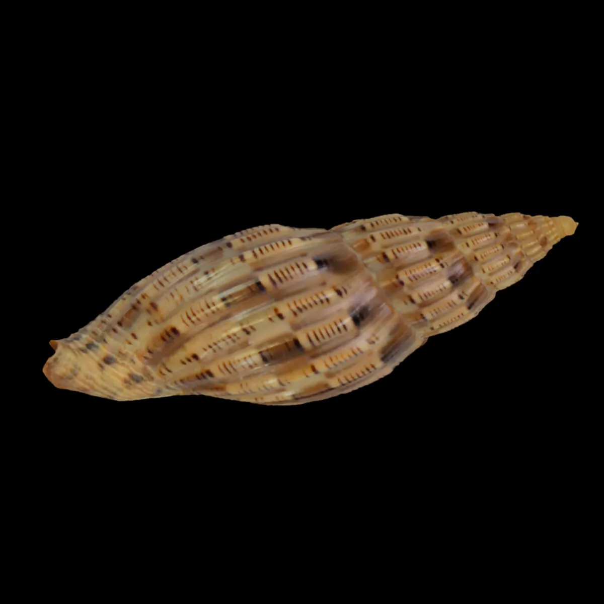 Lyria Lyraeformis