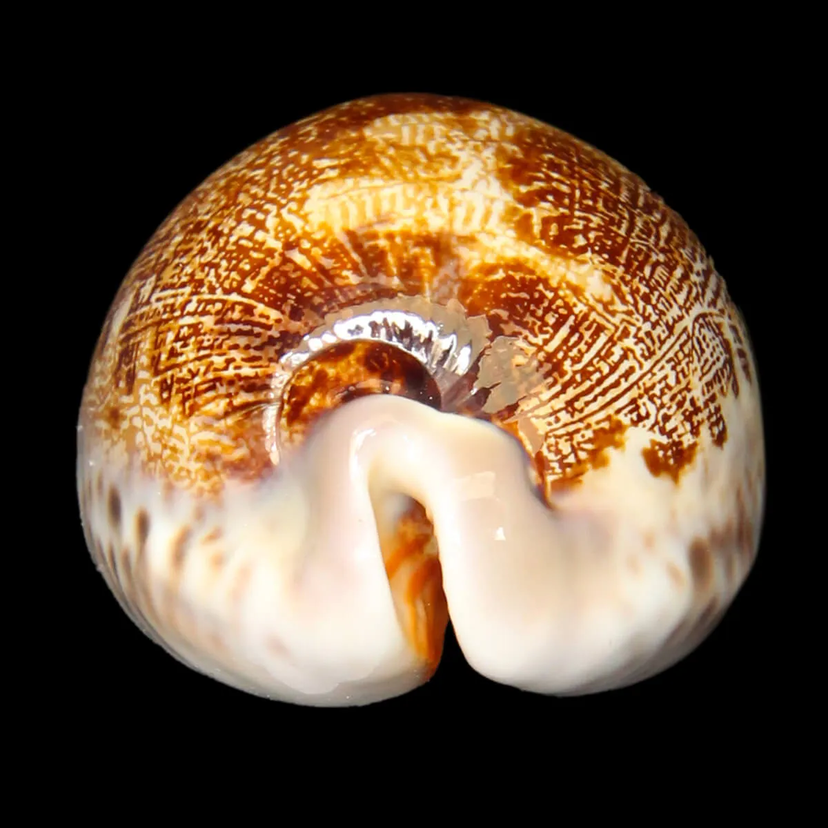 Leporicypraea Rosea Ultraviola