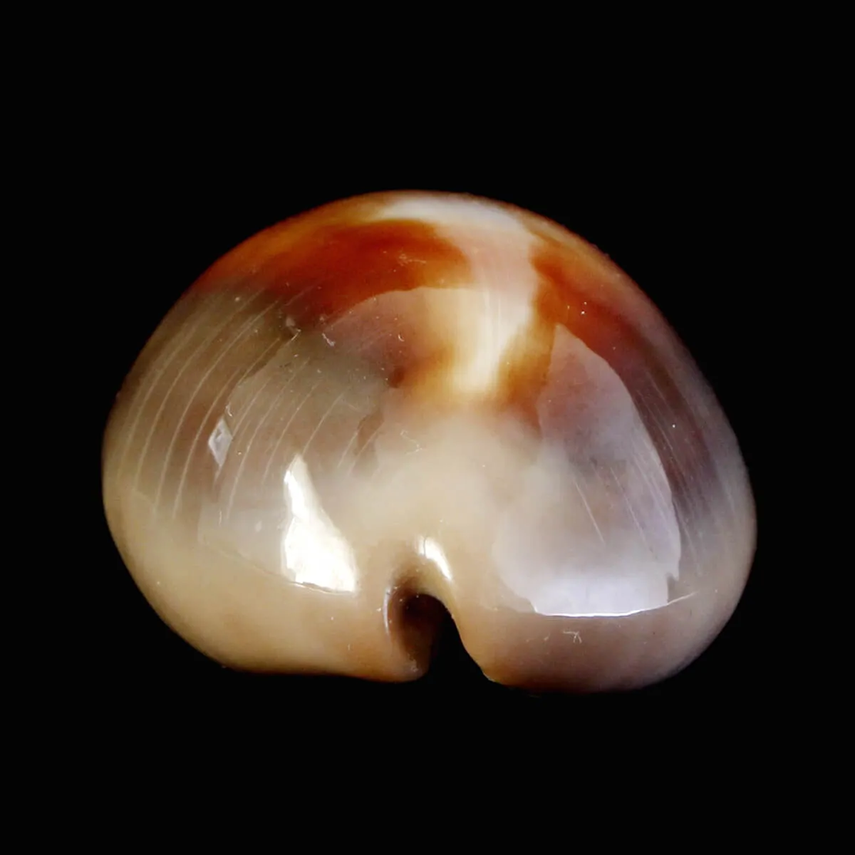 Lyncina Ventriculus 