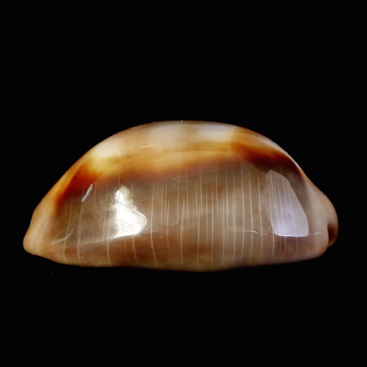 Lyncina Ventriculus 